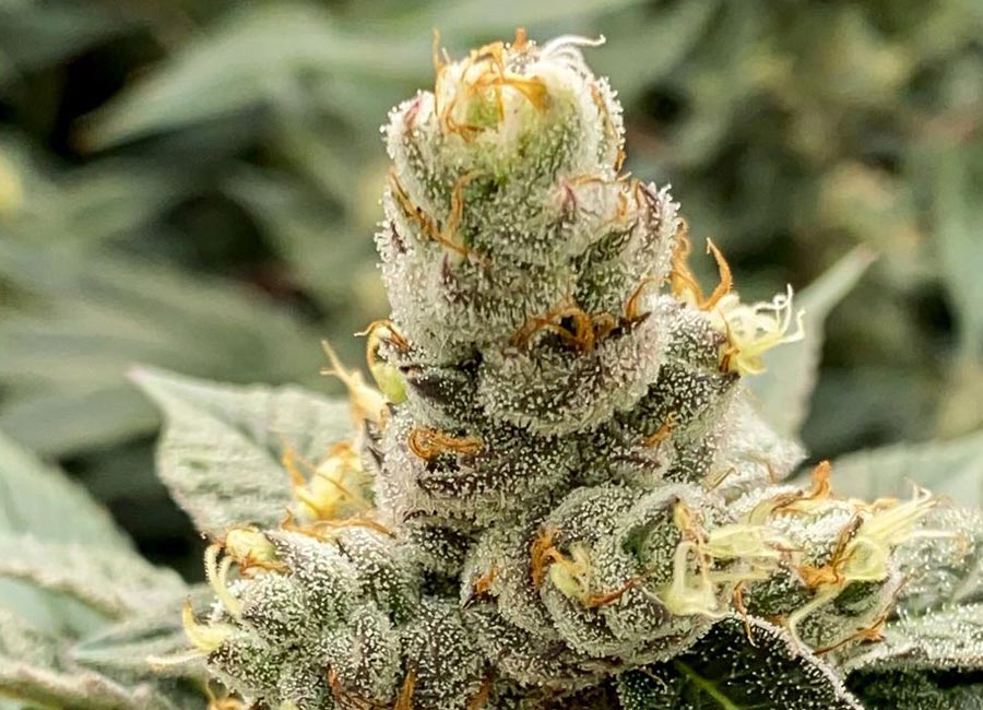 GMO Cookies in full bloom grown from seed. The bud is light green and has a thick trichome coating.