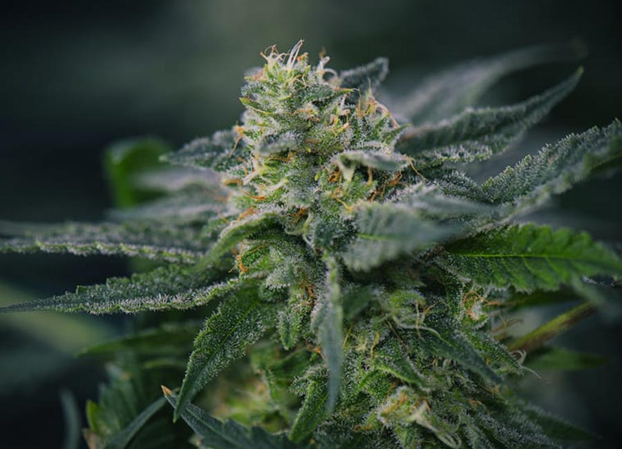 Gary Payton mature bud on plant. Has light green bud with vibrant bright hairs and resinous trichomes.