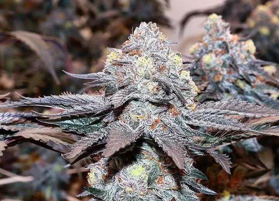 Gelato 41 flower fully developed plant grown from seed. Flower is caked with trichomes and has deep purple hues with dark green hints.