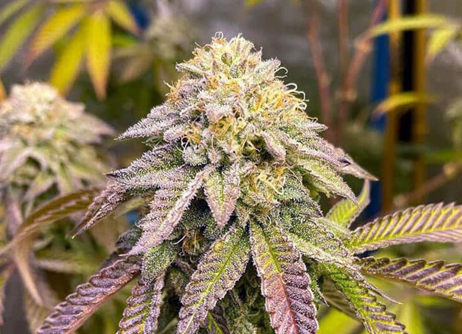 Large fresh Ice Cream Cake bud grown from seed. Bright green with subtle purple hues and thick bright orange hairs all topped with thick trichomes.