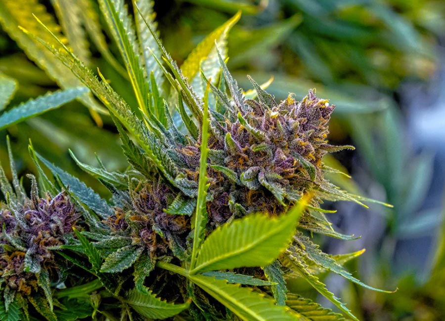 Watermelon Zkittles bud in full bloom