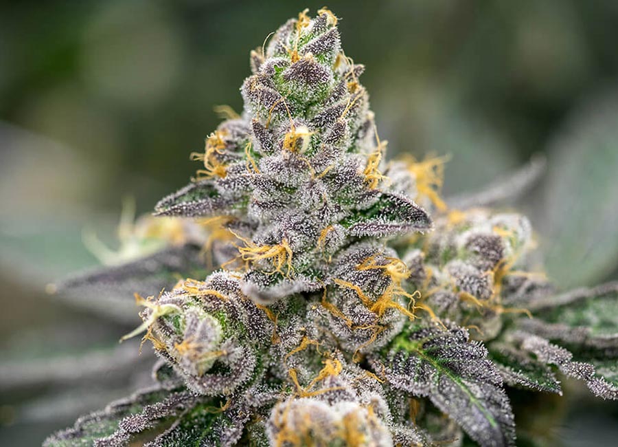 Close-up of White Tahoe Cookies Feminized cannabis buds, showcasing dense, frosty nugs with a heavy layer of trichomes, vibrant green hues, and orange pistils. The buds are surrounded by a few leaves, giving a glimpse of the plant's resinous, potent appearance. This strain is known for its balanced effects and distinct sweet, earthy aroma.