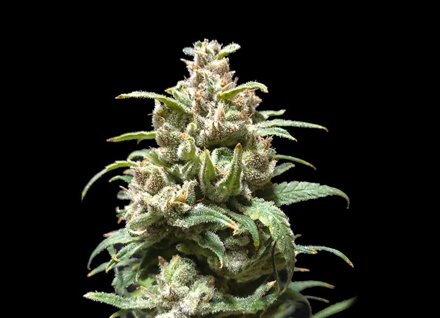 Zkittles flower (grown from seed) in full bloom on a black background.