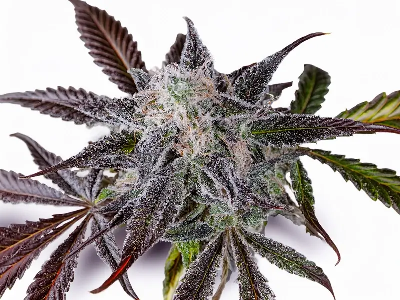 A fresh cut (non-trimmed) Apple fritter bud with deep purple hues and sticky resin trichome coating on a white background.