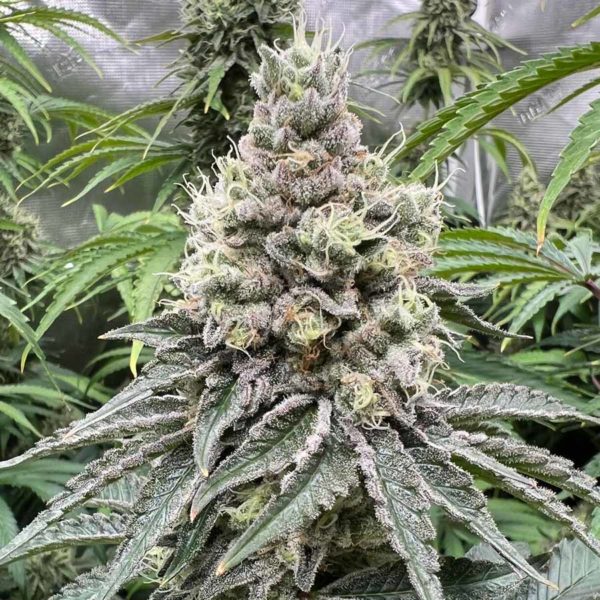 gmo cookies seeds top cola plant