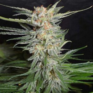 kosher kush seeds feminized top cola