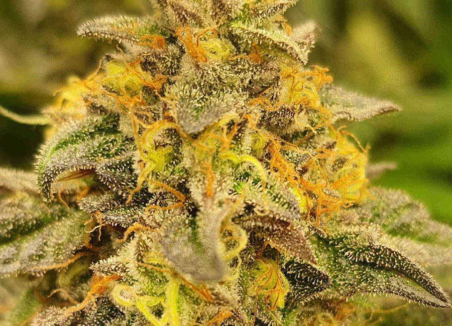 Close-up image of Runtz Seeds Feminized cannabis seeds, showcasing their high-quality, well-formed appearance with a mix of vibrant colors. The seeds are ready for planting and feature the signature characteristics of Runtz genetics, known for their potent effects and flavorful buds.