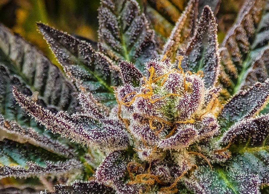 Close-up of Biscotti Seeds Autoflower cannabis buds with frosty trichomes and vibrant green hues, showcasing the compact structure typical of autoflowering strains.