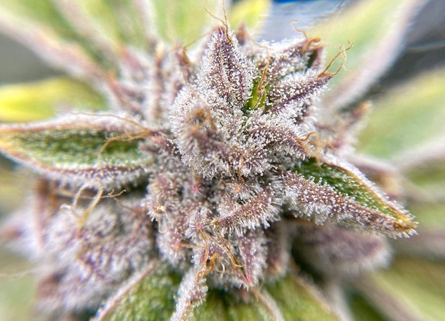 Bruce Banner Seeds Autoflower strain showcasing compact, resin-rich buds with bright green leaves and orange pistils, ideal for fast-growing cannabis cultivation.