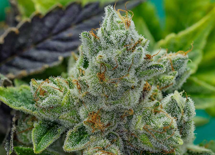 GG4 Seeds Autoflower – potent autoflowering cannabis strain with high potency, fast flowering time, and heavy resin production ideal for indoor and outdoor growers.