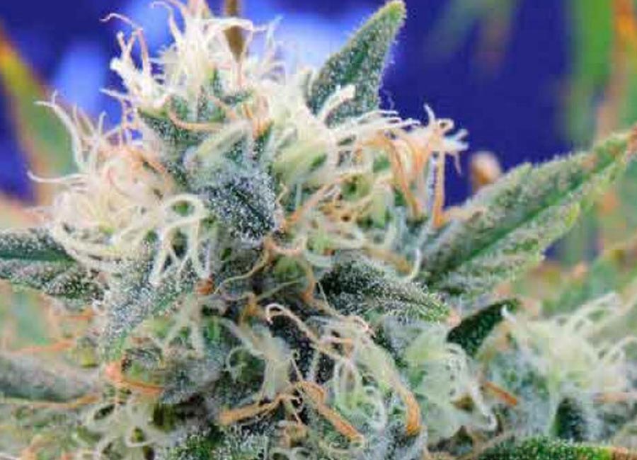 Close-up of Girl Scout Cookies autoflower cannabis seeds scattered on a wooden surface, showcasing their small, round shape and light brown color.