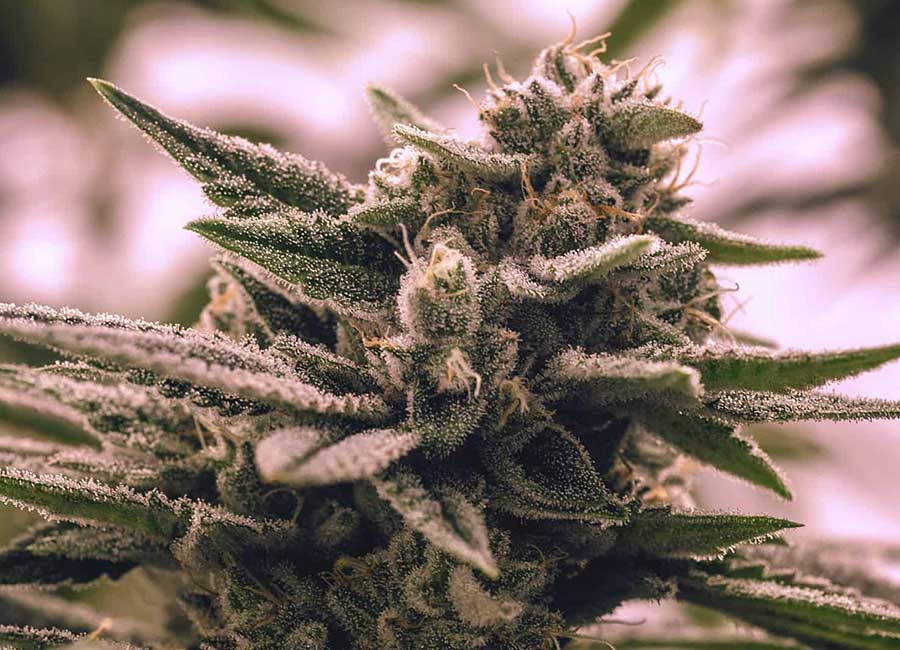 Gorilla Glue is a highly regarded hybrid cannabis strain known for its impressive potency and relaxing effects. It has become a favorite among cannabis enthusiasts for its balanced characteristics, making it an excellent option for unwinding after a long day or complementing a laid-back evening. The strain is a cross between Chem’s Sister and Chocolate Diesel, offering a unique combination of earthy, sour, and pine-like aromas with sweet and sour flavors. Whether you're a seasoned grower or a beginner, Gorilla Glue's robust nature and beginner-friendly growth process make it a strain worth considering for your cultivation.

Gorilla Glue Stats
Strain (Indica/Sativa): 50% Indica / 50% Sativa

Flavor/Smell: Earthy, cheesy, with hints of pine, sweet and sour notes

Terpenes: Caryophyllene, Limonene, Pinene

CBD: <1%

Potency: 18% - 30% potency

Strain Lineage: Chem’s Sister x Chocolate Diesel

Appearance: Dense, sticky buds with a frosty coating of trichomes

Grow Difficulty Level: Beginner-friendly

Plant Size: Tall (4-5 feet indoors)

Flowering Time: 8-10 weeks

Potential Yield Amount: May yield up to 16-21 oz. per plant

Flavor Profile and Aroma
Gorilla Glue delivers a distinctive flavor profile that combines earthy, cheesy tones with a touch of pine and sweet, sour flavors. Its aroma is just as potent, filling the room with a pungent, earthy scent complemented by subtle notes of diesel. This makes it a perfect strain for those who enjoy bold, complex flavors and a rich aromatic experience. The terpenes, including Caryophyllene, Limonene, and Pinene, help enhance these characteristics, providing a satisfying experience for those who appreciate strong, aromatic cannabis strains.

Suggested Uses
Gorilla Glue is a versatile strain suitable for various occasions. Its balanced effects—relaxing and uplifting—make it ideal for evening use or during times when a calm, peaceful environment is desired. Whether you’re winding down after work, enjoying a quiet evening with friends, or looking for a companion for a movie night, Gorilla Glue complements these activities without overwhelming the user. It is well-suited for low-energy settings, perfect for those seeking relaxation without inducing sleepiness.

Growing Gorilla Glue
Gorilla Glue is a beginner-friendly strain that can thrive in both indoor and outdoor environments. Known for its resilience, it adapts well to different growing conditions, making it a great choice for novice growers. The strain's flowering period is typically 8-10 weeks, and its robust nature allows it to withstand minor growing mistakes, making it forgiving for those still learning the ropes.

Indoor Cultivation
Indoors, Gorilla Glue can grow up to 4.5 feet tall and yields approximately 1.6 to 2 ounces per square foot. Optimal growing conditions include maintaining moderate humidity levels and temperature control to ensure healthy flowering. Due to the strong fragrance of this strain, an odor control system is recommended to keep the growing space manageable.

Outdoor Cultivation
Gorilla Glue thrives in warm, sunny climates, making it ideal for outdoor growing in regions with mild temperatures. If planted outdoors, the harvest typically occurs in early October. This strain can handle varying weather conditions but may require protection from extreme rain or frost to maximize yield.

Is Gorilla Glue an Indica or a Sativa?
Gorilla Glue is a balanced hybrid with a 50/50 split between Indica and Sativa, making it a versatile option for various types of users. Its effects can be relaxing and uplifting, providing a smooth experience that is neither overly sedative nor energizing.

Where to Buy Gorilla Glue Seeds Online
For those looking to purchase high-quality Gorilla Glue cannabis seeds, OG Seeds offers a reliable selection of feminized and autoflowering Gorilla Glue seeds. Known for their excellent genetics, these seeds have the highest likelihood of producing robust, high-potency plants. OG Seeds ensures a top-notch growing experience for both novice and seasoned growers, offering guidance and support for successful cultivation.

Frequently Asked Questions
How long does it take for Gorilla Glue seeds to germinate?
Gorilla Glue seeds typically germinate within 5–7 days using methods such as the paper towel technique. Ensure the environment has the right temperature and humidity to facilitate successful germination.

What is the expected yield of Gorilla Glue plants?
Gorilla Glue plants may yield up to 16–21 ounces per plant, depending on growing conditions, care, and whether the plants are cultivated indoors or outdoors.

How do I store Gorilla Glue seeds properly?
To ensure Gorilla Glue seeds remain viable for long periods, store them in a cool, dry, dark place in an airtight container. Using a desiccant, like silica gel, will help maintain their freshness.

What is the average flowering time for Gorilla Glue plants?
Gorilla Glue typically flowers in 8–10 weeks. Providing optimal care, including the right light exposure and nutrients, can help maximize yield and potency.

Conclusion
With its potent effects, unique flavor profile, and balanced nature, Gorilla Glue is a standout strain for both experienced cultivators and beginners. Whether you're cultivating for personal use or for a relaxing evening experience, Gorilla Glue is a versatile and rewarding choice.

Disclaimer: The yield of any crop, including hemp, can vary depending on factors such as the variety of the plant, growing conditions, farming practices, and weather conditions.