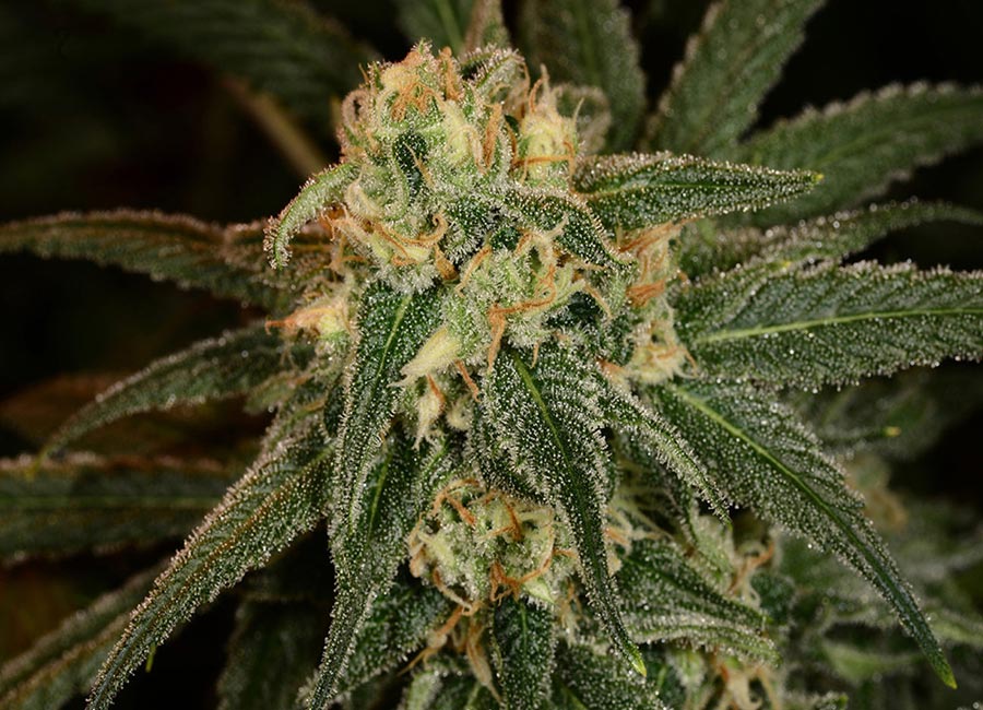 Close-up of Green Crack autoflower cannabis seeds, showcasing their smooth, light brown appearance with distinct dark stripes, ready for planting and cultivation.