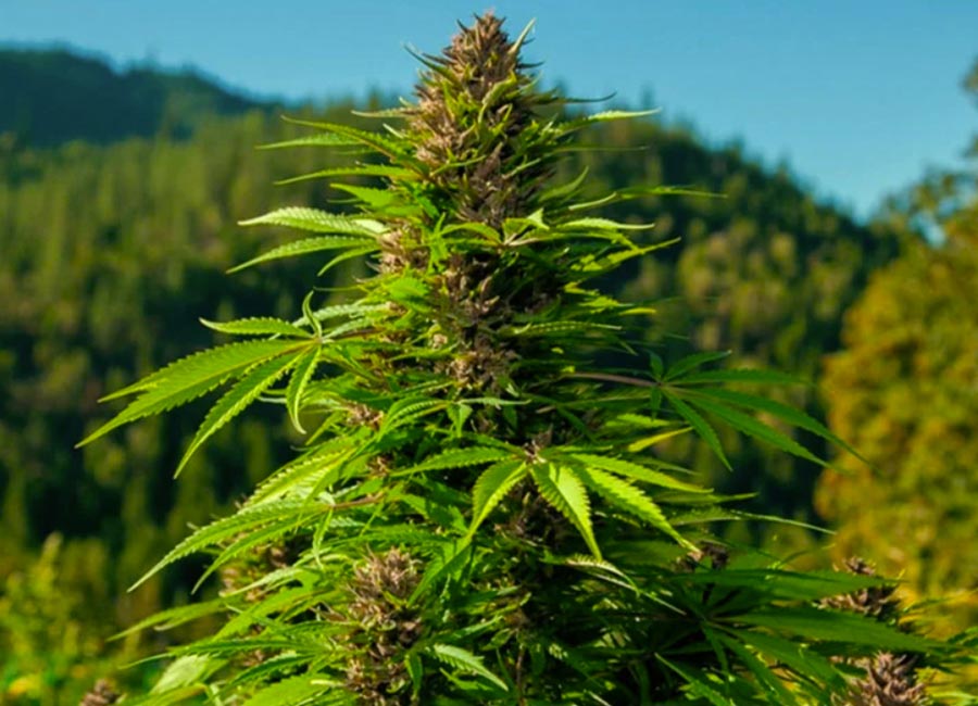 Close-up of Hindu Kush Autoflower seeds with a focus on their smooth, dark brown surface and intricate texture, highlighting their unique characteristics for cultivation in a quick-growing, autoflowering variety.