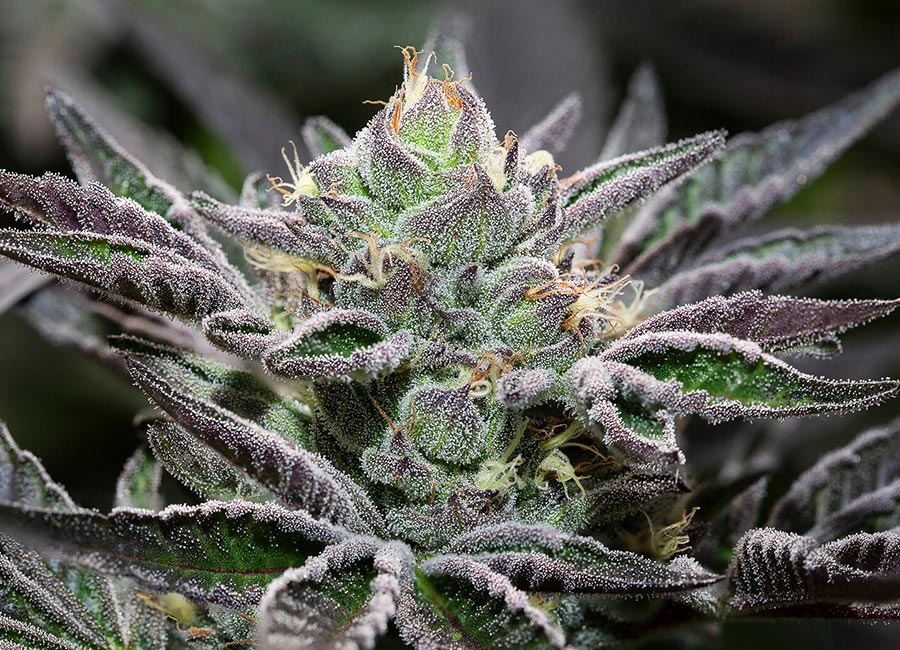 Close-up image of Kush Mints Feminized cannabis seeds, showcasing their glossy, brown-speckled shells, ideal for growers seeking a high-potency hybrid strain.
