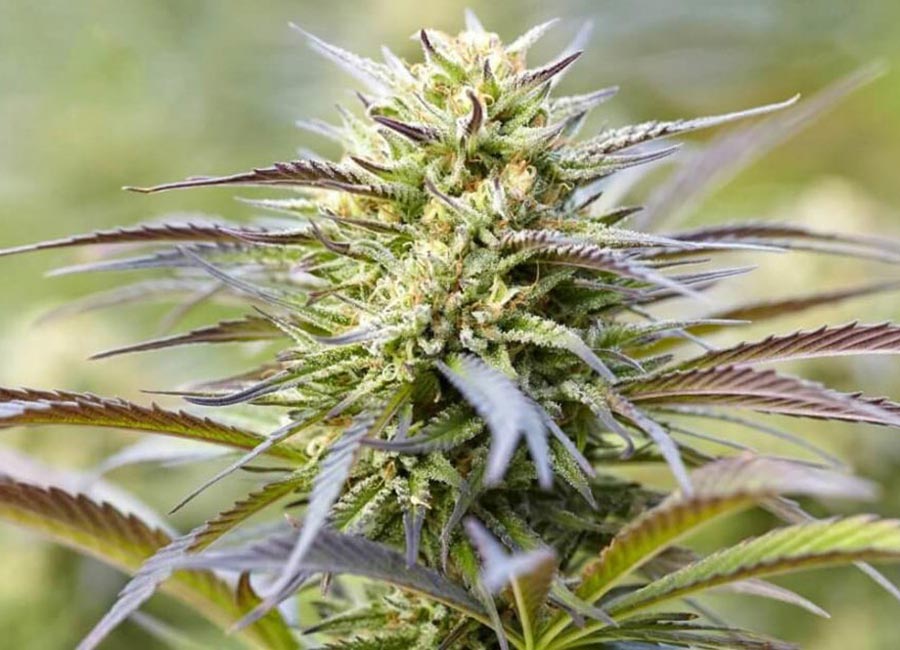 Close-up of feminized Lemon Kush cannabis seeds, known for citrus aroma and balanced hybrid effects.