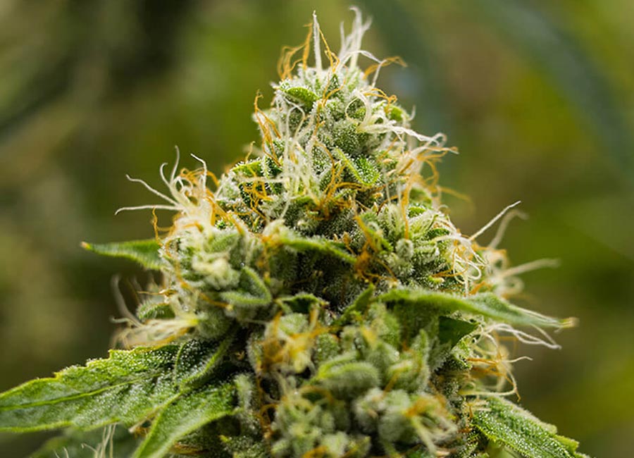 Premium Skywalker Fly High autoflower cannabis seeds, offering a fast-growing strain with relaxing effects, high resin production, and excellent yields for both beginner and experienced growers.