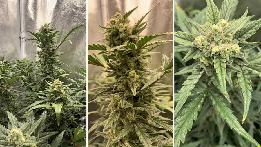 Close-up of Sour Diesel autoflowering cannabis seeds, showcasing their distinct appearance with a mix of light and dark hues, ready for planting and cultivation.