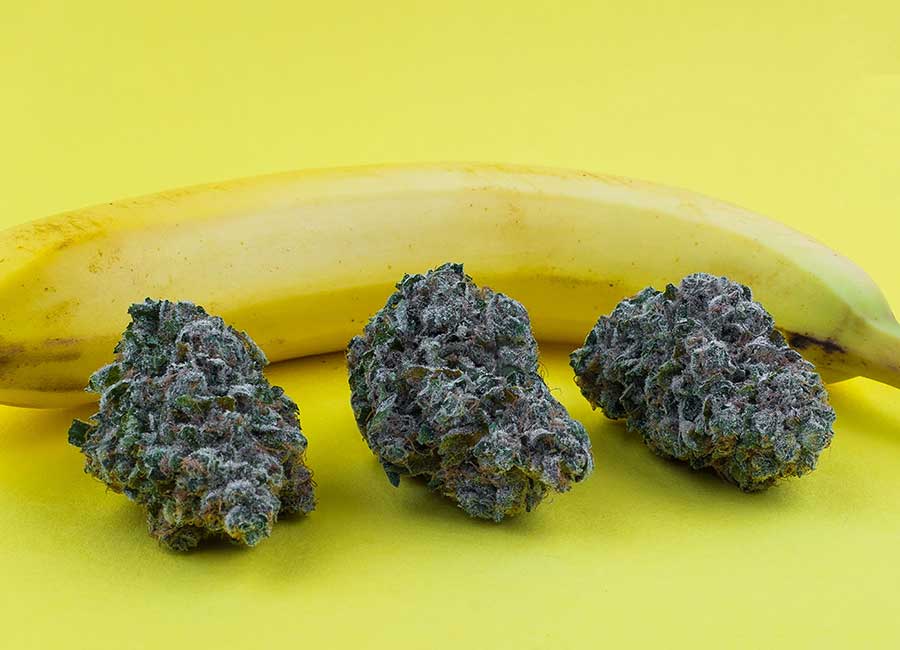 Banana OG Buds