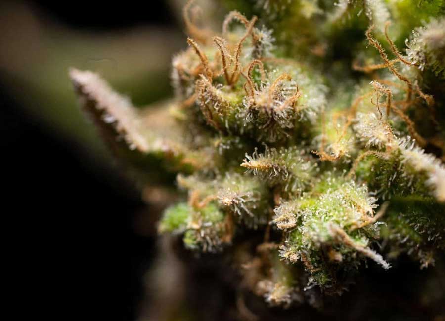 Ice Cream Cake Strain Up Close