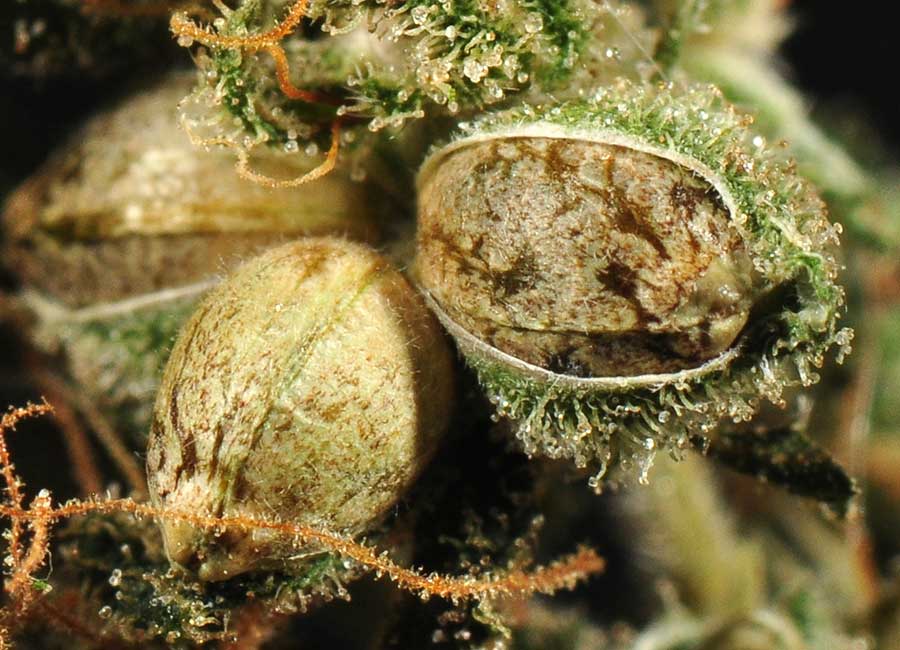 Cannabis Seeds