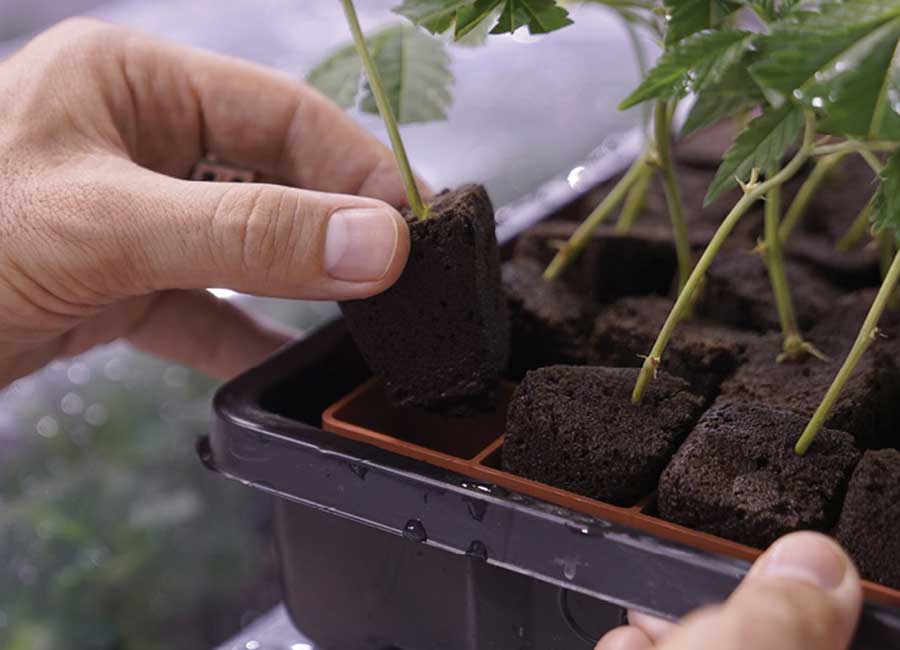 cloning Cannabis