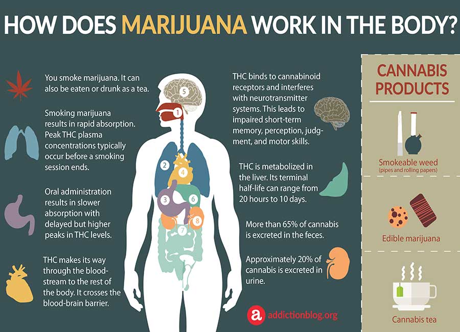 How Long Does Cannabinoid Stay In Saliva Glands