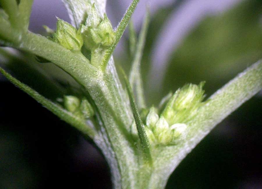 Male Cannabis Plant