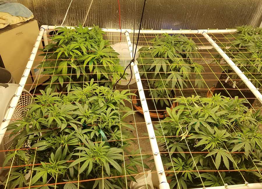 scrogging