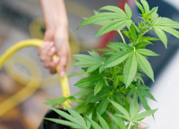 Watering Cannabis Indoors