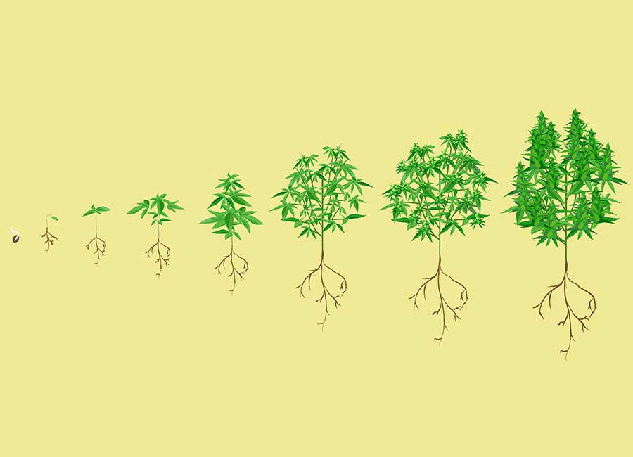 Cannabis Seedling Growth Stages