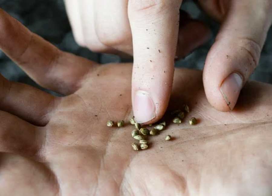 Choosing Cannabis Seeds