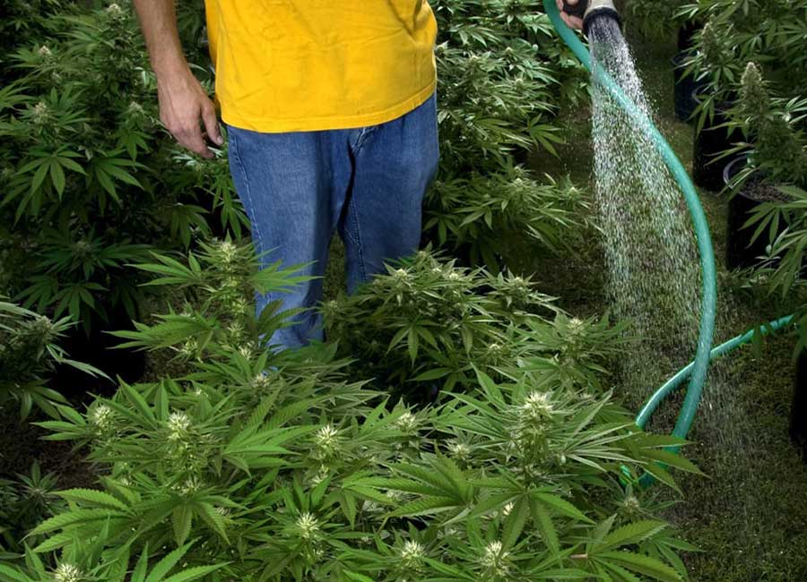 Watering Cannabis Plants