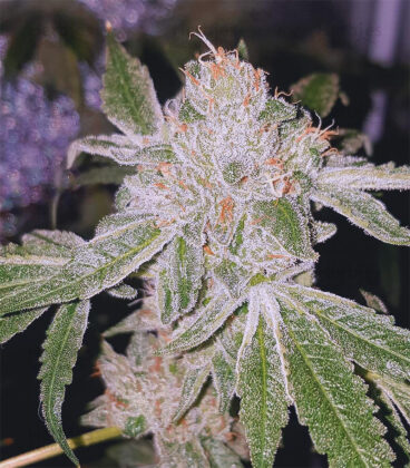 Cannabis Seed called Dosido Seed an indica-dominant hybrid showing its grown seed