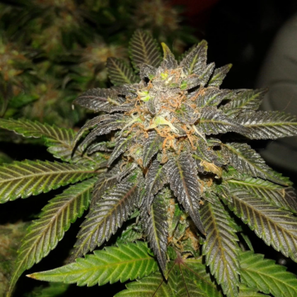 Close-up image of Purple Urkle Feminized Marijuana Seeds, small and brown with dark tiger-like stripes, displayed on a light background.