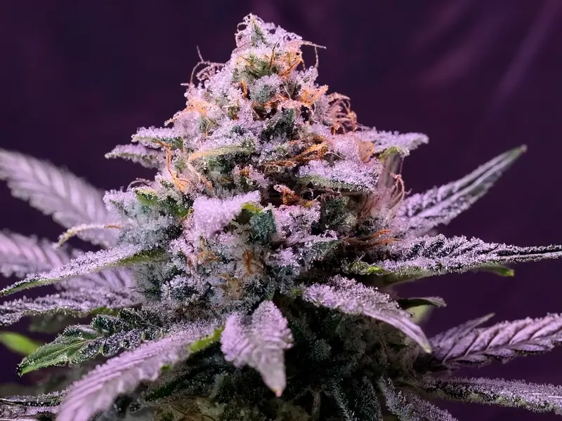 Close-up image of feminized Blueberry cannabis seeds on a wooden surface, showcasing their smooth, dark shells with light marbling—ideal for growers seeking sweet, berry-flavored harvests.