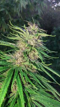 Durban Poison in showing grown seed