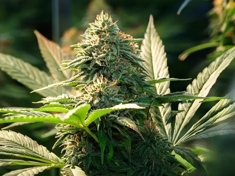 OG Kush plant in full bloom