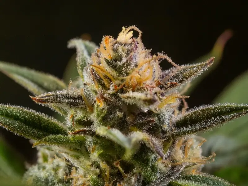 High-quality Pineapple Express Feminized Seeds displayed with mature cannabis buds featuring bright green tones and a tropical aroma profile, known for reliable yields and consistent growth.