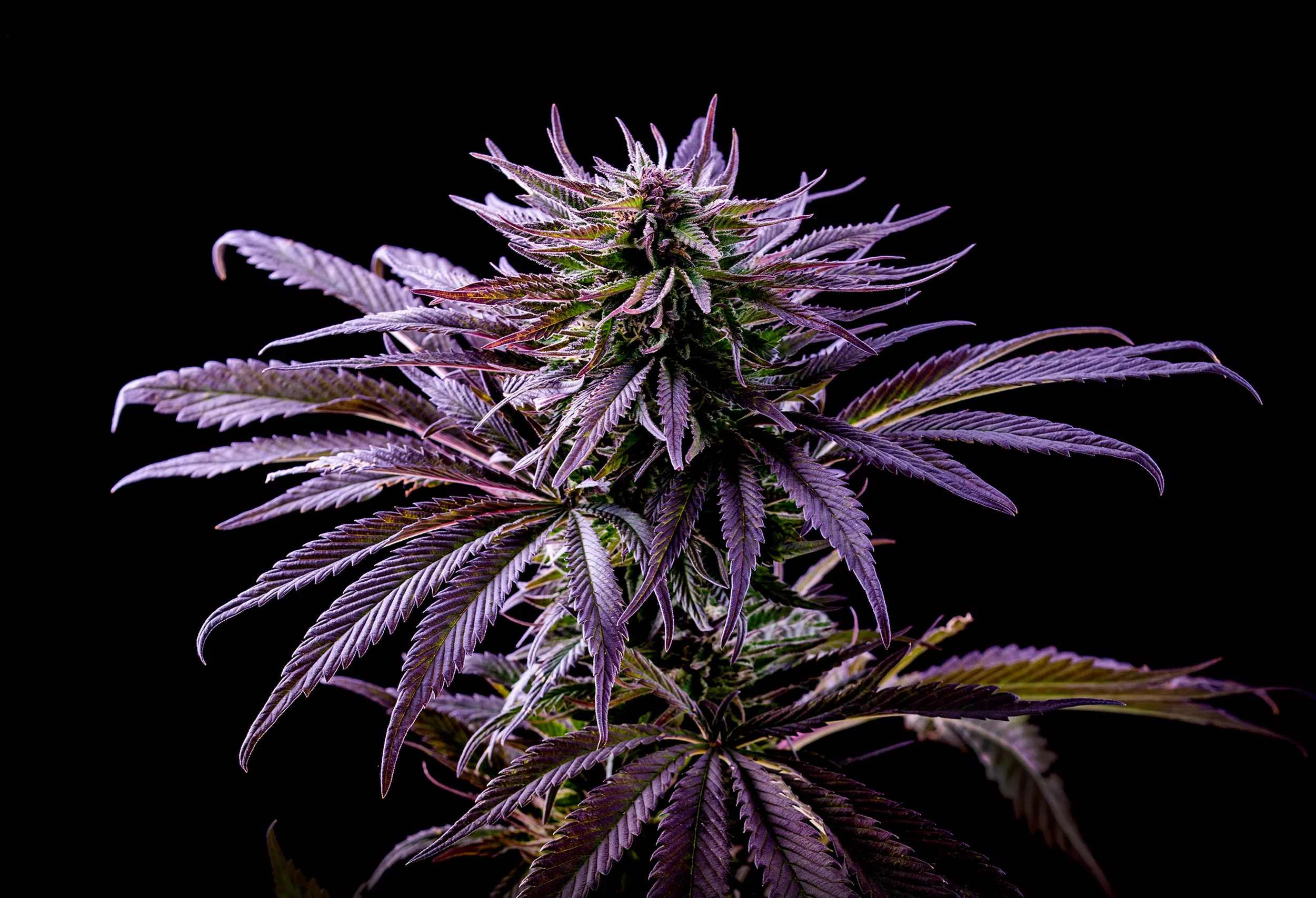 Purple haze fully blooming (bright purple hues with shades of green)