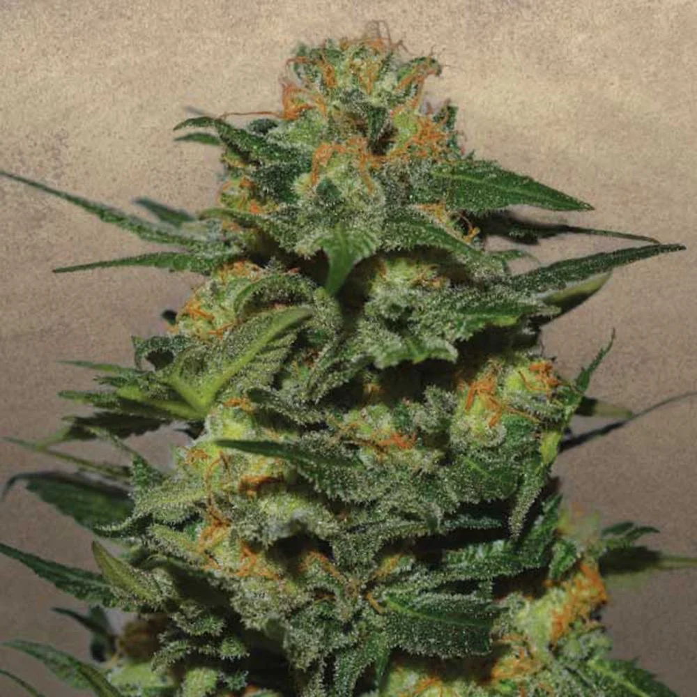 Strawberry Cough fresh bud (unharvested) bright green with orange hairs and a white trichome coat