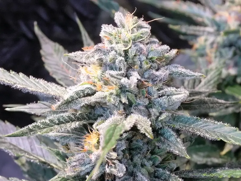 Super Silver Haze Seeds Feminized cannabis strain featuring vibrant green buds covered in a layer of sparkling trichomes, with a hint of citrus and earthy aroma.