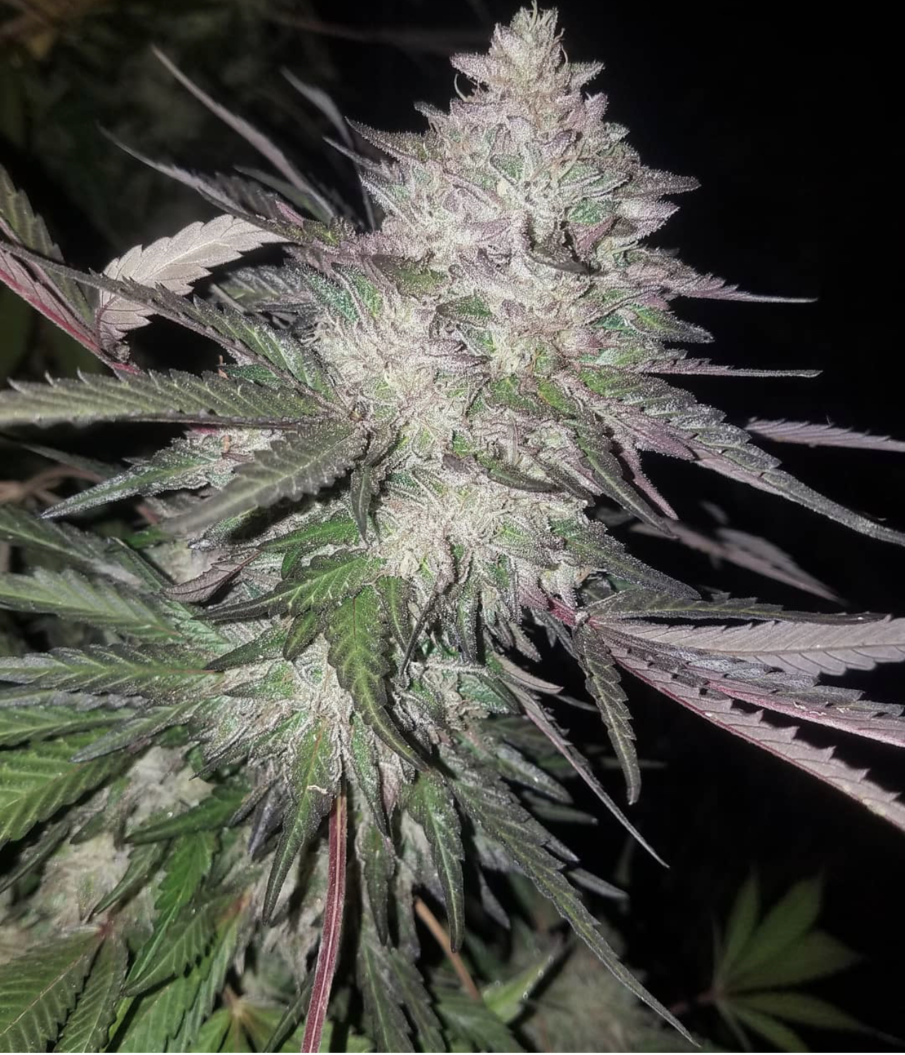 Wedding cake strain seeds in full bloom