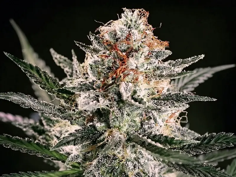 Premium White Widow Seeds Feminized with crystal-coated buds, showcasing thick white trichomes and balanced hybrid genetics for high potency and easy cultivation.