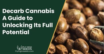 fly high seeds Decarb Cannabis – A Guide to Unlocking Its Full Potential