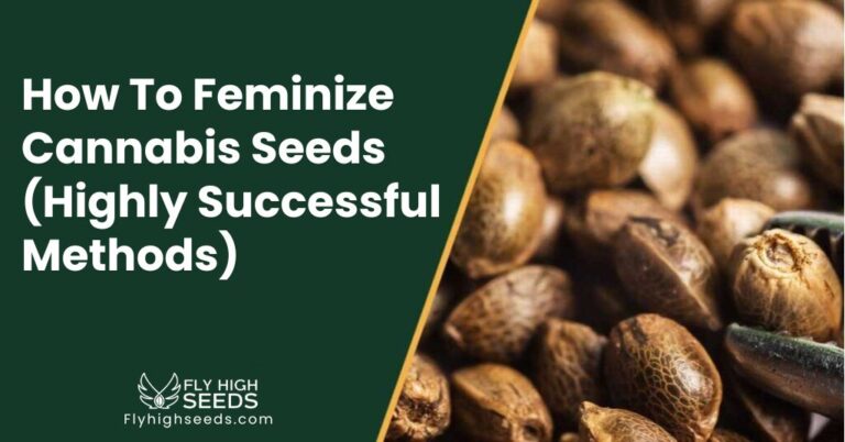How To Feminize Cannabis Seeds (Highly Successful Methods)