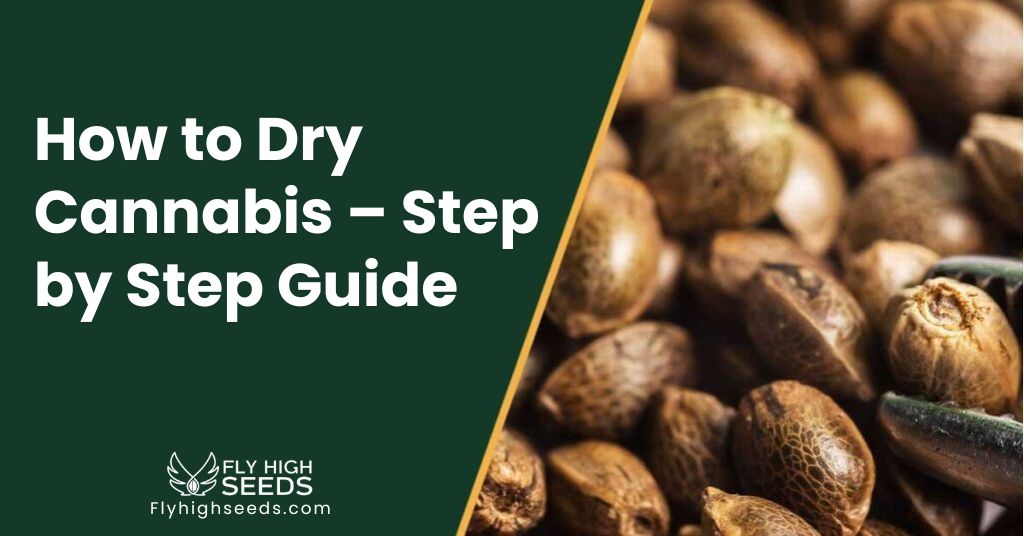 fly high seeds How to Dry Cannabis Step by Step Guide