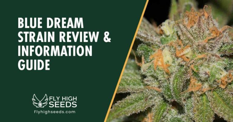 fly high seeds blue dream