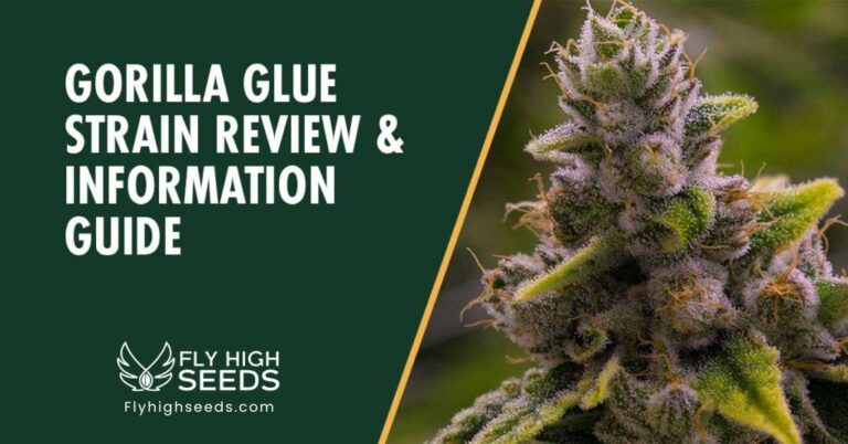 fly high seeds gorilla glue