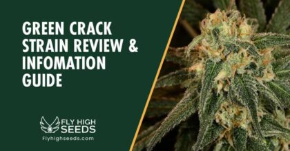 fly high seeds green crack